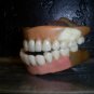 Circa 1920s Authentic False Teeth-Very Strange Artifact!