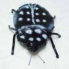BEETLE