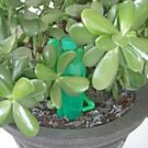 Automatic Plant Waterer Self Watering PlantWatcher 650