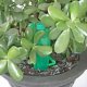 Automatic Plant Watering Self Watering PlantWatcher 1200