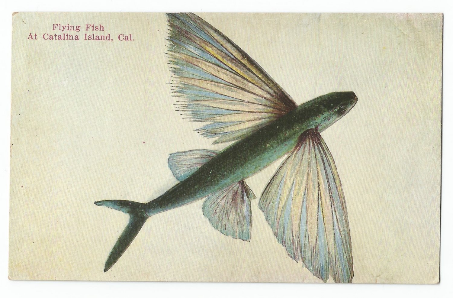 Flying Fish at Catalina Island, California Postcard