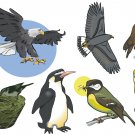 Birds Wall Decal Assortment Packs