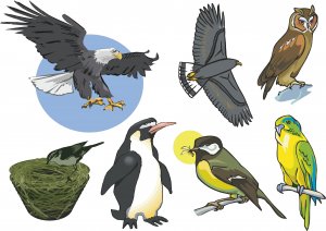 Birds Wall Decal Assortment Packs