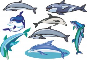 Dolphins Wall Decal Assortment Packs