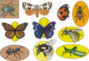 Insects Wall Decal Assortment Packs