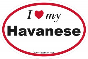 Havanese Oval Car Sticker