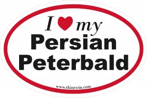 Persian Peterbald Oval Car Sticker