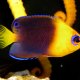 Very Rare and Exotic Fish