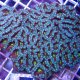 Australian Acans Lordhowensis