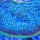 EchinoPhyllia and Alike Corals