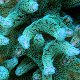 SPS Corals
