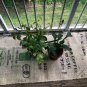 Upcycled Coffee Beans Bag Primitive Valance/Shade/ Table Runner/PrivacyCurtain