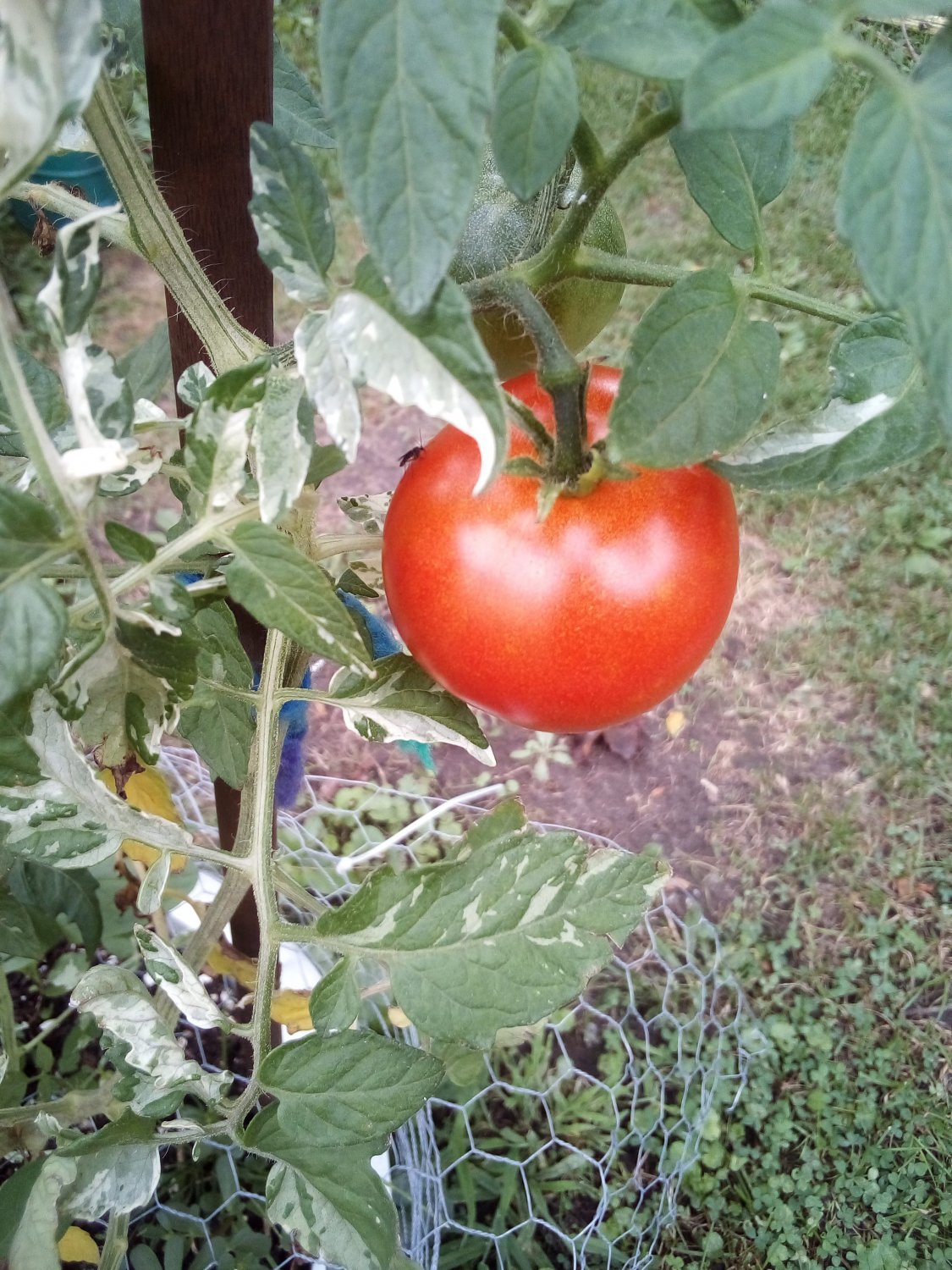 15 SEEDS VARIEGATED TOMATO HEIRLOOM FREE SHIPPING