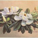Another Magnolia II