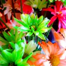 Flowers 2