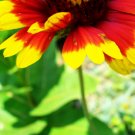 Flower 5