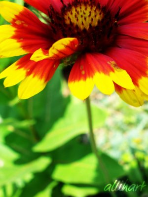 Flower 5