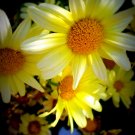 Yellow Daisies