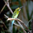 Tropical Bird