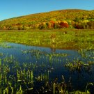 Basherkill Marsh
