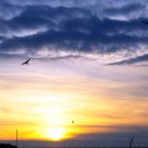 Early Morning Flight