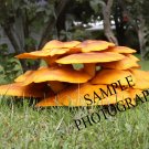 Mushrooms!