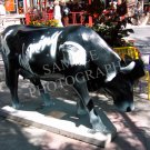 Cows On Parade - The Cow Boys