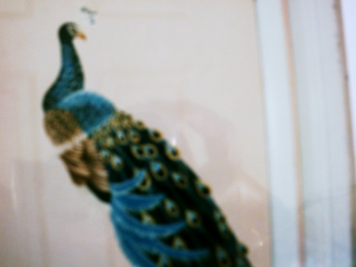 blue peacock