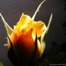 Friendship Rose