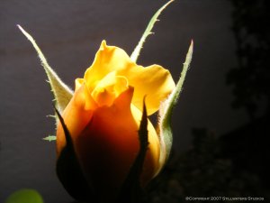 Friendship Rose