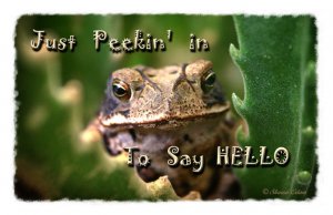 Hello Greeting Card with Toad