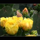 Texas Prickly Pear and Butterfly  Fine Art Photography