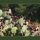 Texas Prickly Pear  Fine Art Photography