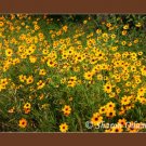 Field of Yellow Daisies - Fine Art Print