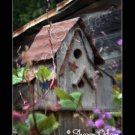 A Rustic Country Birdhouse  Fine Art Photography