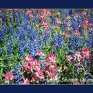 Texas Spring Fine Art Print of Bluebonnets and Indian Paintbrush