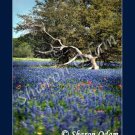 Field of Texas Bluebonnets Fine Art Photography