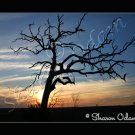 Texas Sunset with Old Tree Fine Art Scenic Photo