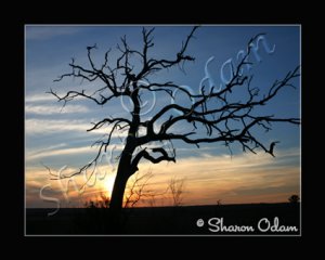 Texas Sunset with Old Tree Fine Art Scenic Photo