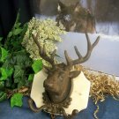 Cast Iron Elk Deer Head Wall Hook