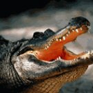 Alligator Sirloin Meat - 16 oz.