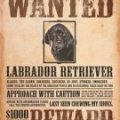 Black Lab - Wanted Poster TIN SIGN