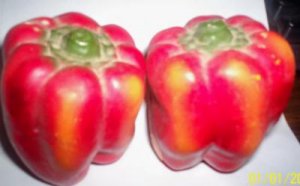 RED PEPPER SALT & PEPPER SHAKER SET BY ENESCO