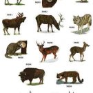 WILDLIFE 1