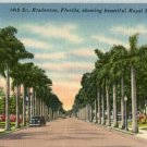 Linen Postcard. 14th St. Bradenton, Florida, showing beautiful Royal Palms
