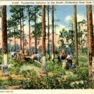 Linen Postcard. Turpentine Industry in the South -- Collecting Gum from the Pine Trees