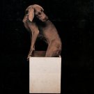 Wegman, William. William Wegman: Paintings, Drawings, Photographs, Videotapes