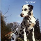Silverstone, Patches. Dalmatians Today