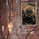 Thatcher, Robert C, et al, editors. The Southern Pine Beetle