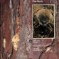 Thatcher, Robert C, et al, editors. The Southern Pine Beetle